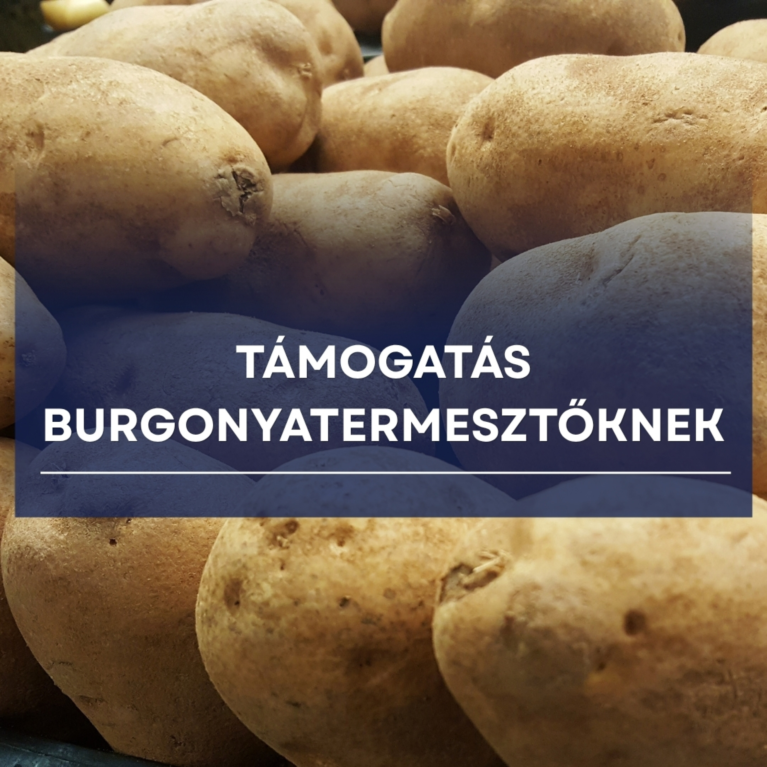 Támogatás burgonyatermesztőknek